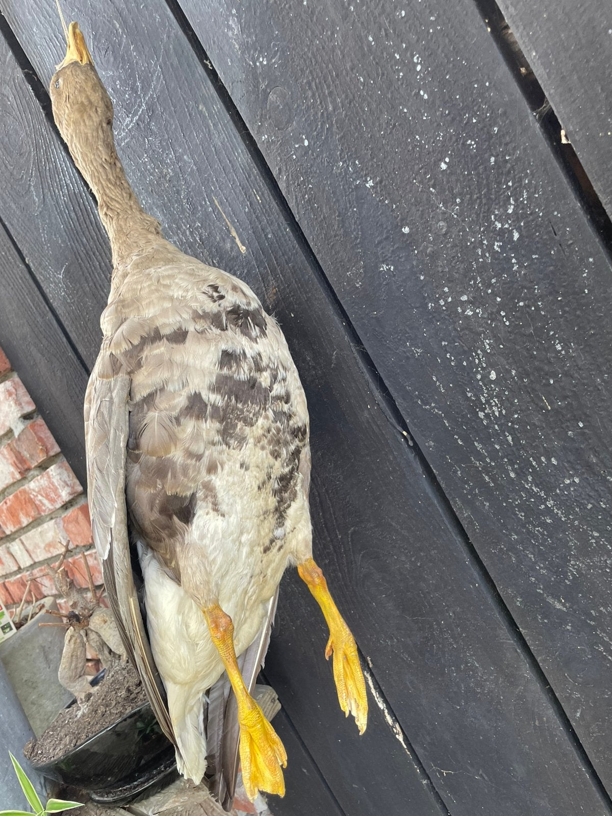 Grauwe gans, opgezet, preparaat, gans, mancave, jachthut, Ophalen of Verzenden, Gebruikt, Vogel, Opgezet dier