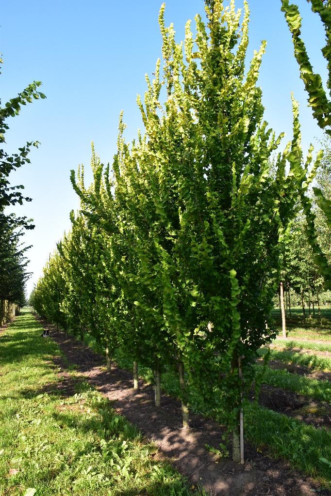 Ulmus holl. 'Wredei' (beveerd) 20/25, Tuin en Terras, Planten | Bomen, Overige soorten, 250 tot 400 cm, Halfschaduw, Lente, Ophalen