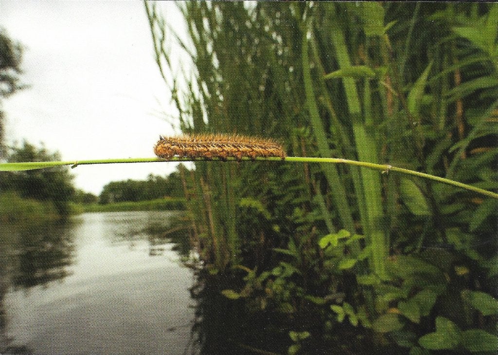 Ansichtkaart  	Rups, Verzamelen, Verzenden, 1980 tot heden, Ongelopen, Overige soorten