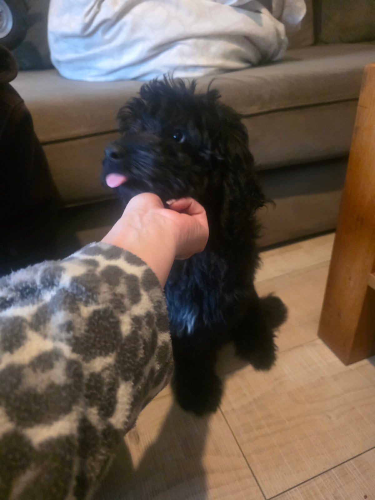 Labradoodle & Toypoedel Pup Reu, 15 weken tot 1 jaar, Eén hond, Nederland, Particulier