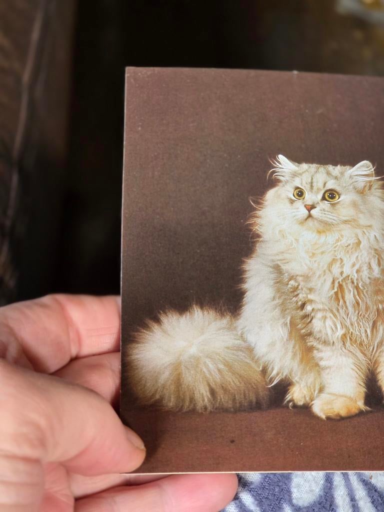 Vintage Ansichtkaart: Perzische Kat met pluizige staart, Ophalen of Verzenden, 1960 tot 1980, Ongelopen, Hond of Kat