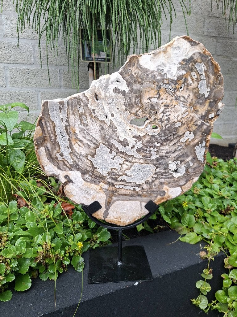 Versteend hout op standaard no 01, Ophalen of Verzenden, Mineraal