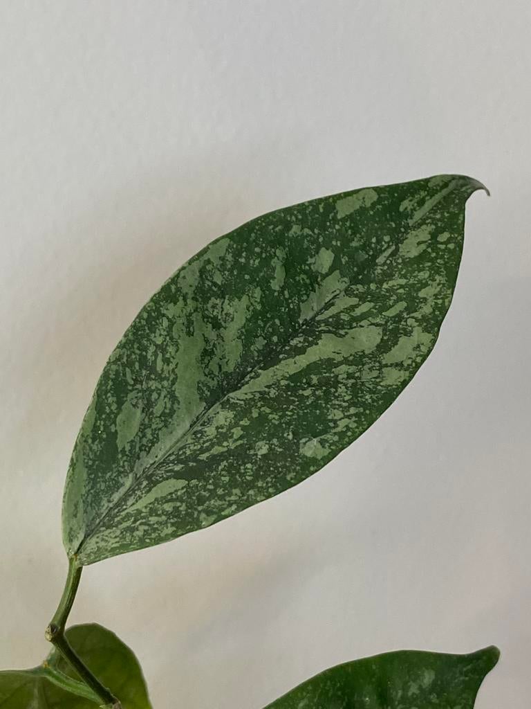 Hoya Coriacea Silver, Huis en Inrichting, Ophalen of Verzenden, Halfschaduw, Minder dan 100 cm