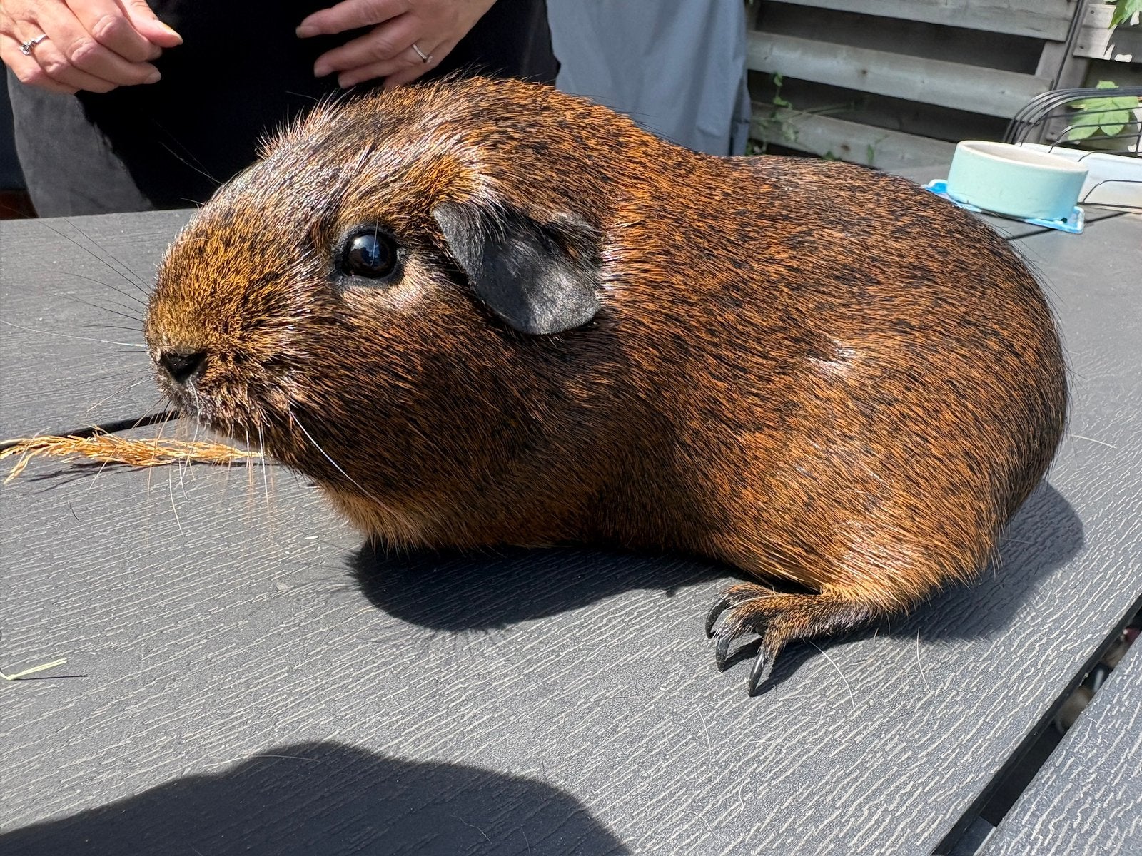 Bruine mooie cavia, Dieren en Toebehoren, Knaagdieren, Cavia, December, Vrouwelijk, Tam