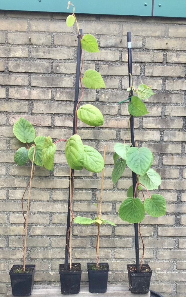 zaailing groene KIWI, Vaste plant, Ophalen of Verzenden, Halfschaduw, Klimplanten