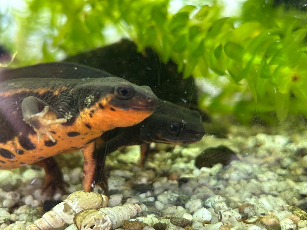 Japanse salamanders met aquarium (cynops ensicauda popei), Dieren en Toebehoren, Amfibie, 7 tot 10 jaar