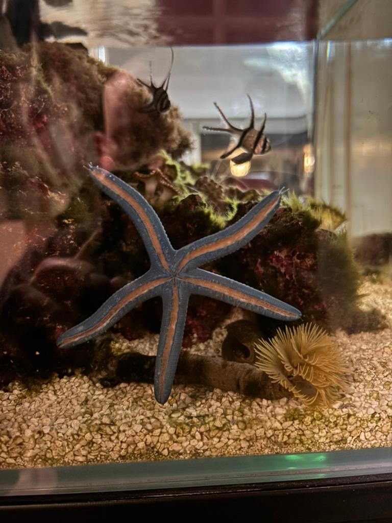 Linckia Laevigata, Vis