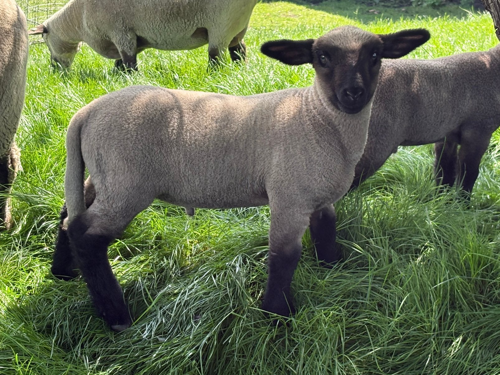Hampshire down schapen, lammeren, ooien en rammen te koop, Dieren en Toebehoren, Schapen, Geiten en Varkens