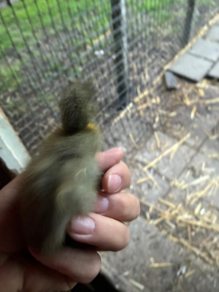 Loopeend te koop kuikens 17 stuks, Dieren en Toebehoren, Pluimvee, Geslacht onbekend, Eend