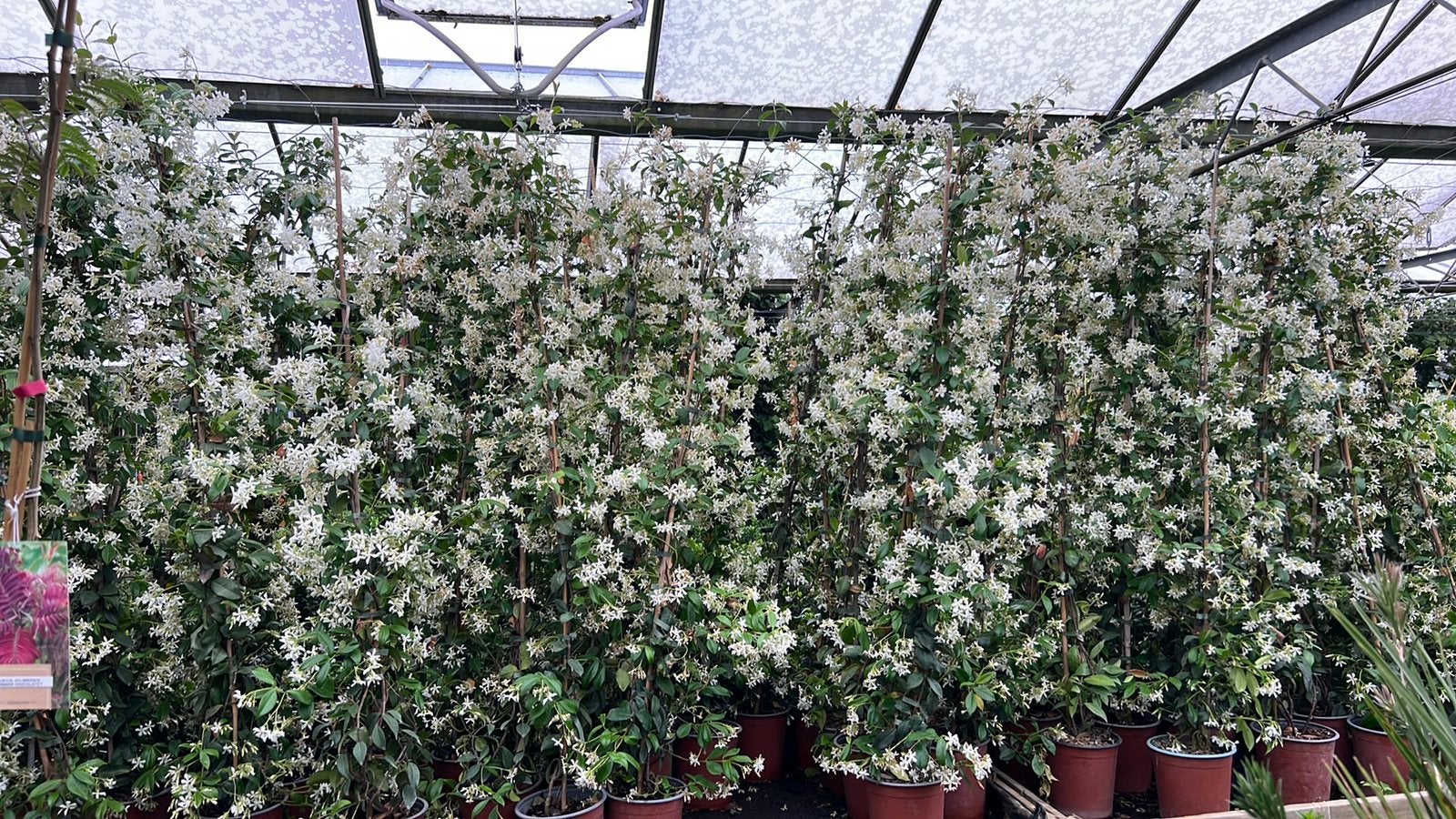 Toscaanse Jasmijn 175/200 cm in 17 cm pot - Elke 11e Gratis, Tuin en Terras, Ophalen, Vaste plant, Klimplanten, Volle zon
