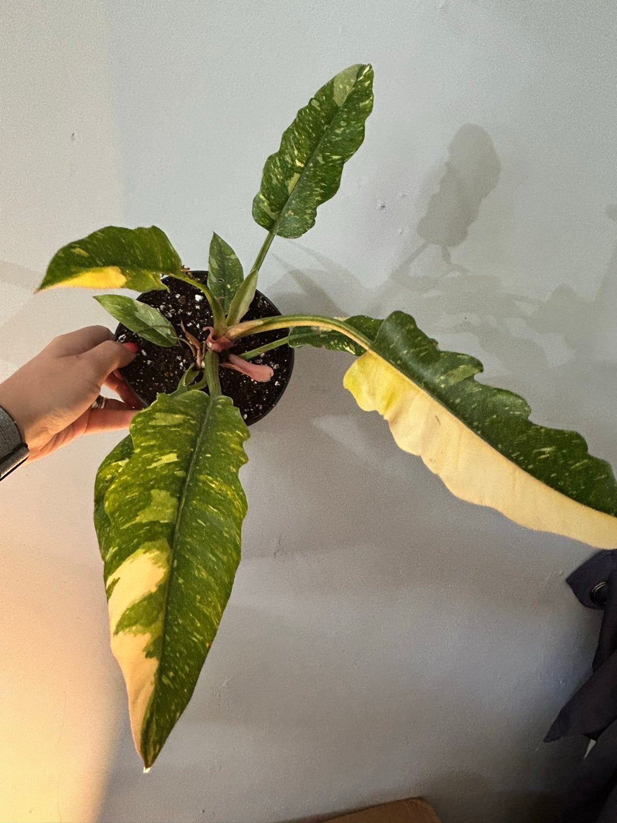 Philodendron Ring of Fire - Prachtige Variegata, Huis en Inrichting, Kamerplanten, Overige soorten, In pot, Minder dan 100 cm