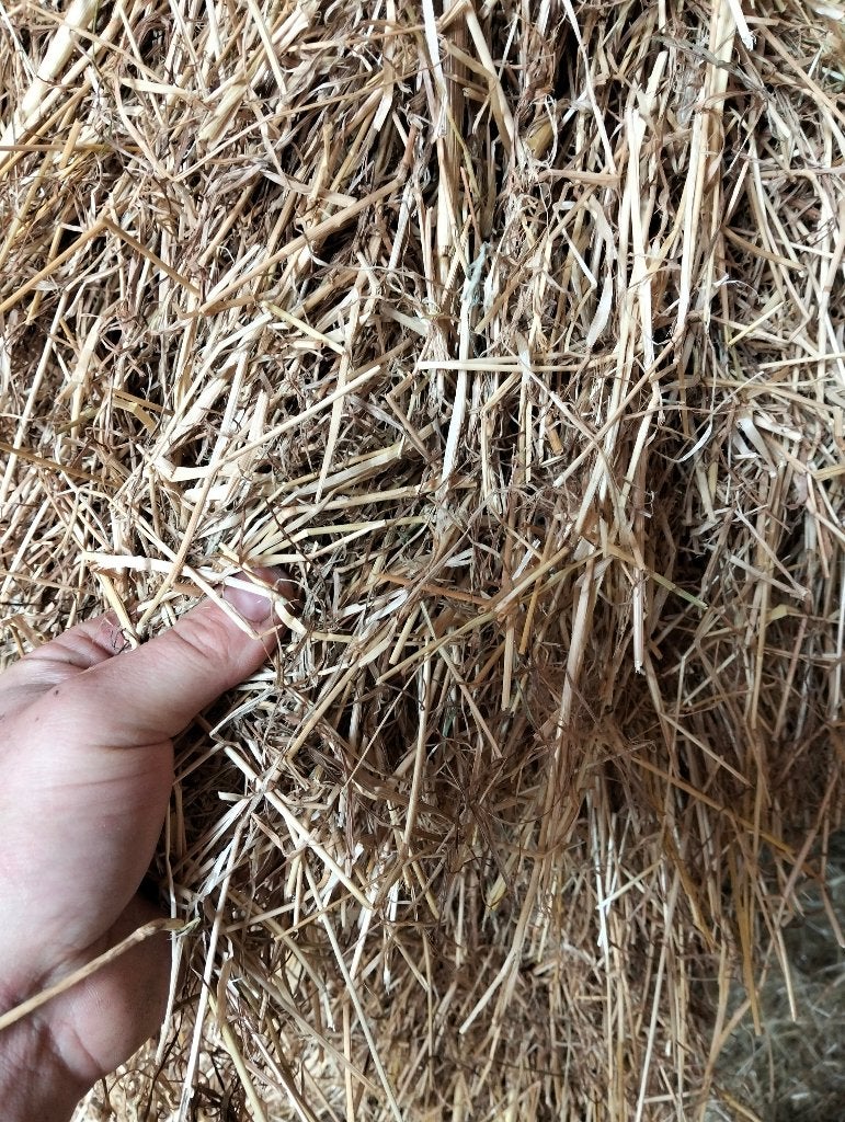 Te koop hooi in grote balen, Dieren en Toebehoren, Ophalen, Vee