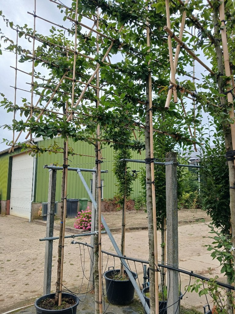 Lei haagbeuk, Tuin en Terras, Ophalen, Bloeit niet, Leiboom, Halfschaduw