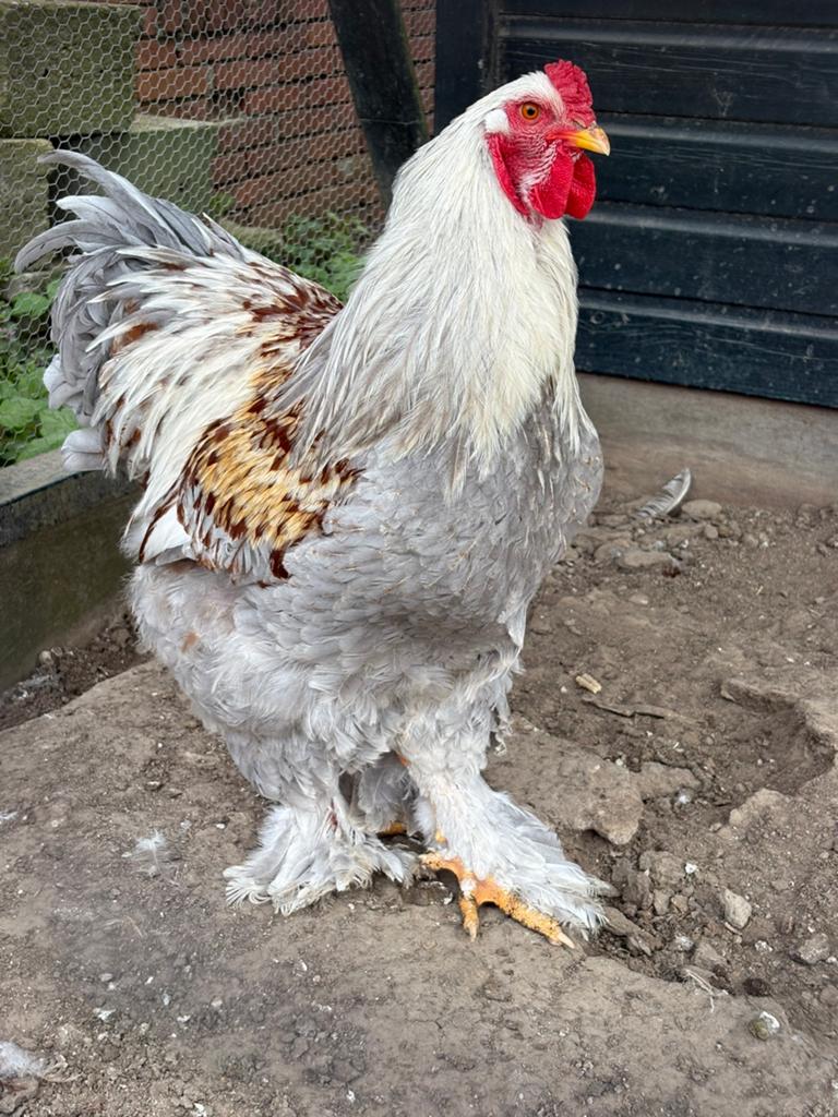 Brahma haan 9 maand, Dieren en Toebehoren, Mannelijk, Kip