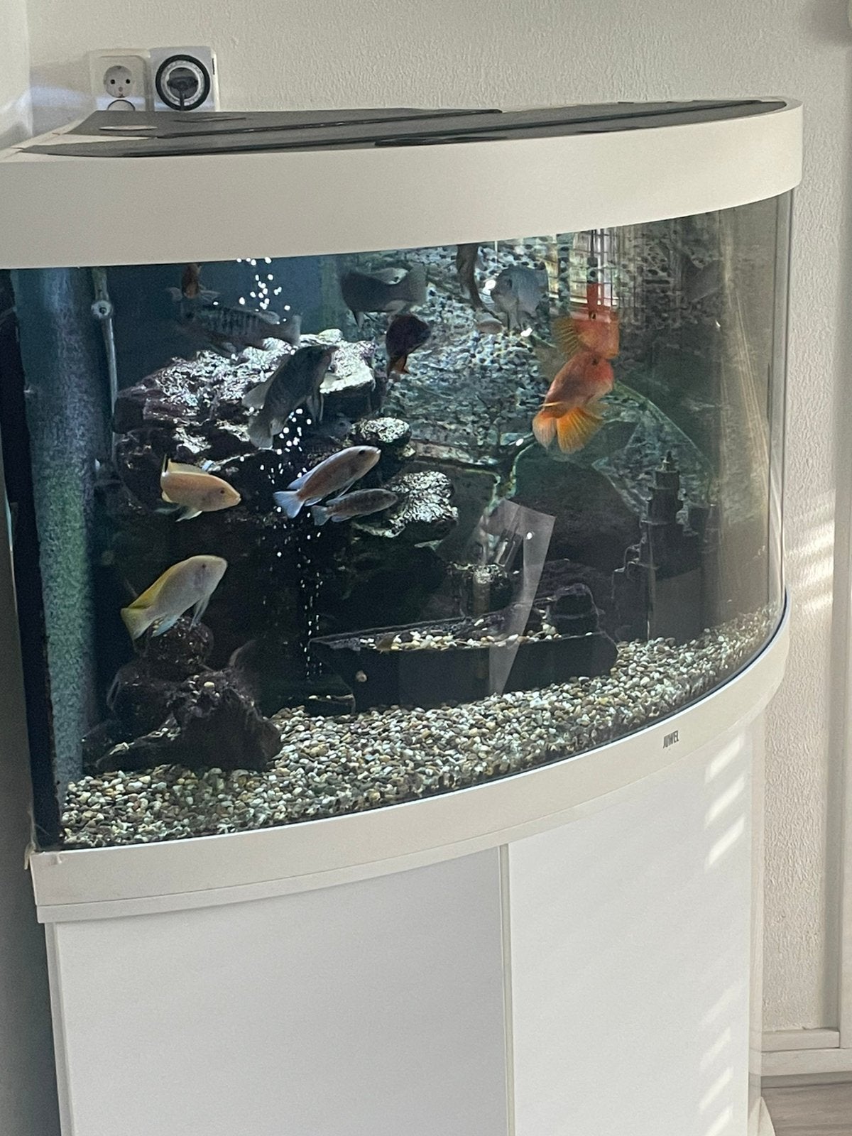 Juwel trigon led aquarium 350 liter, Dieren en Toebehoren, Ophalen, Zo goed als nieuw, Gevuld zoetwateraquarium