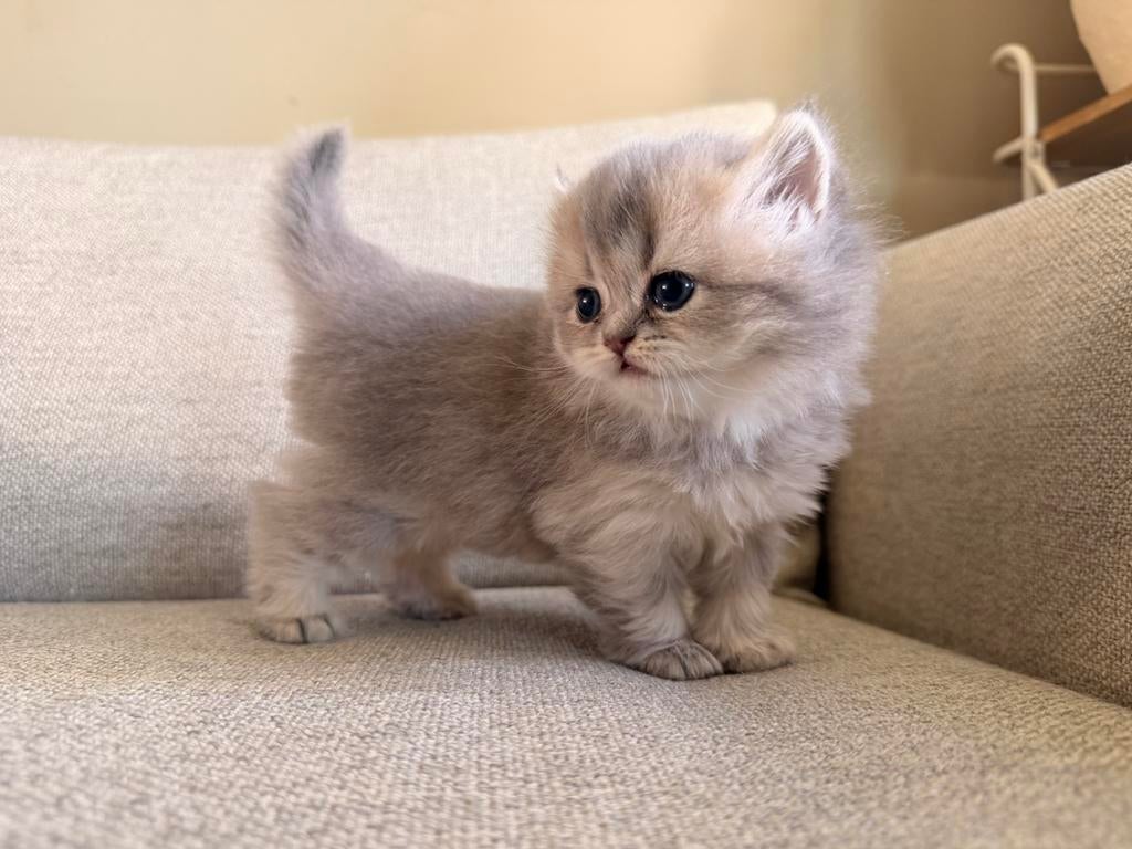 Raszuivere kittens Bridsekorthaar, Meerdere dieren, 0 tot 2 jaar