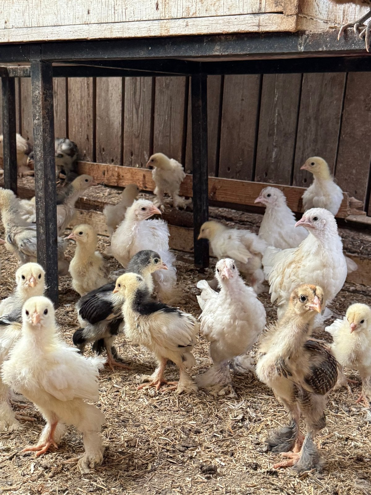 Brahma (groot), Meerdere dieren, Kip
