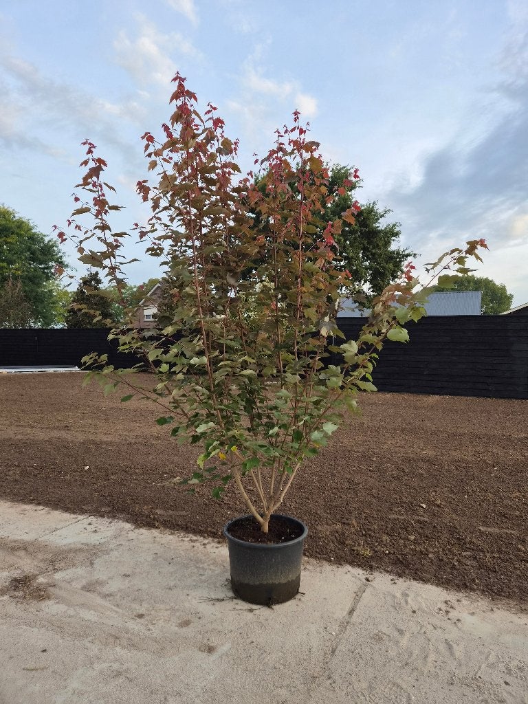 Acer rubrum summer red rode esdoorn, Tuin en Terras, Bloeit niet, Halfschaduw, Overige soorten, 100 tot 250 cm