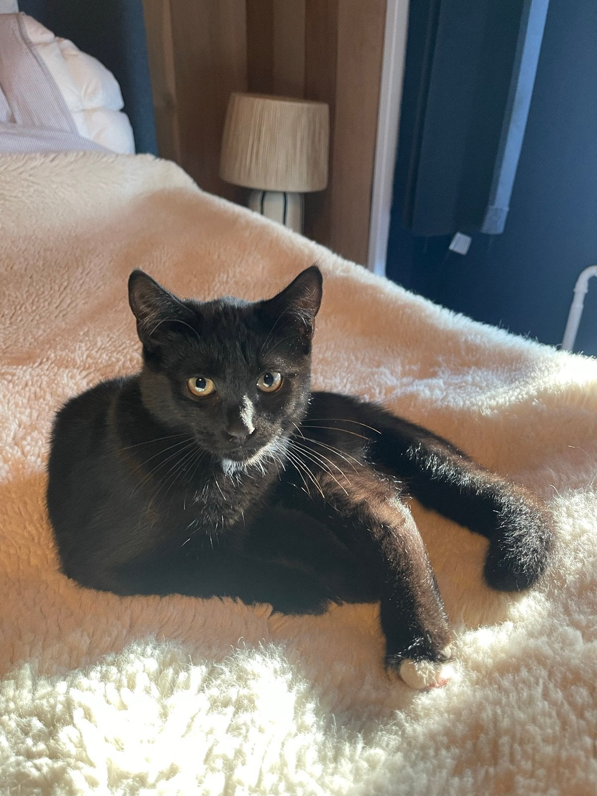 Zwarte kater, Kater, Kortharig, 0 tot 2 jaar