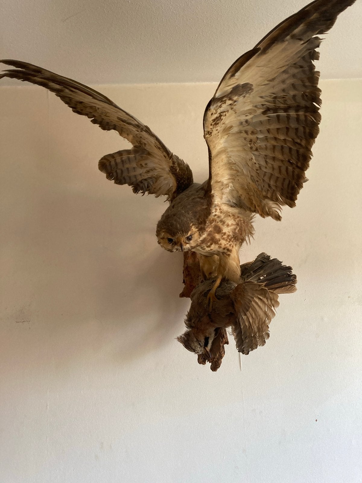 Opgezette roofvogel met prooi - Uniek decoratiestuk, Ophalen of Verzenden