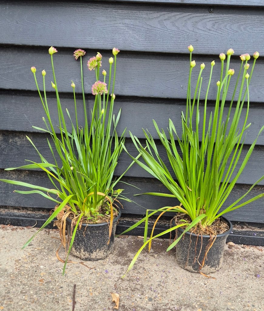 Sierui 'Allium millenium', Volle zon, Vaste plant, Zomer, Ophalen