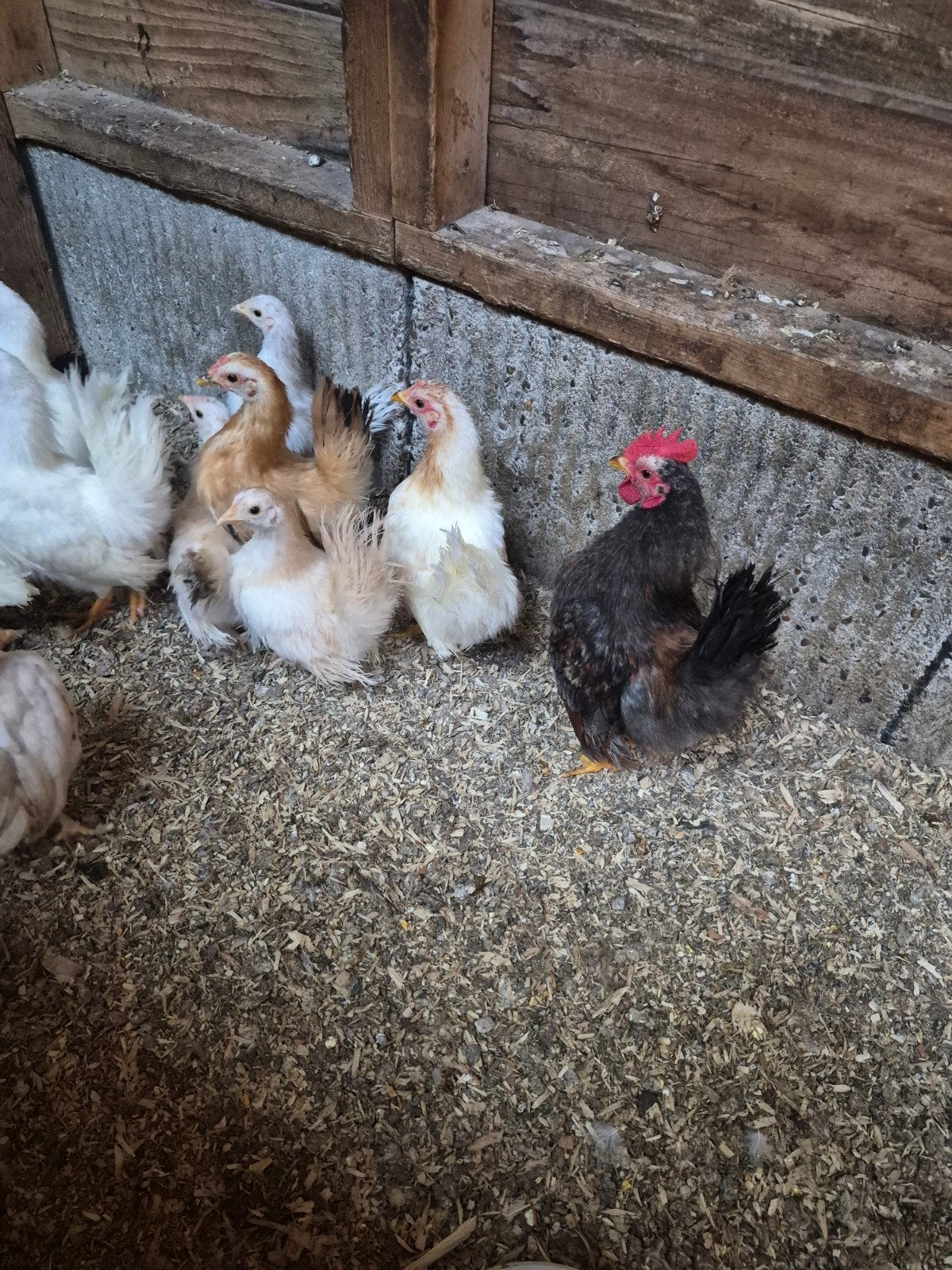 Serama,s, Meerdere dieren, Kip