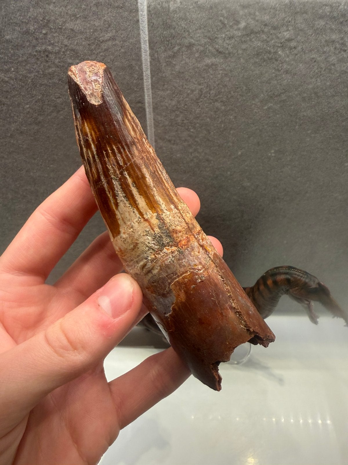 Extreem grote Spinosaurus tand!, Ophalen of Verzenden, Fossiel