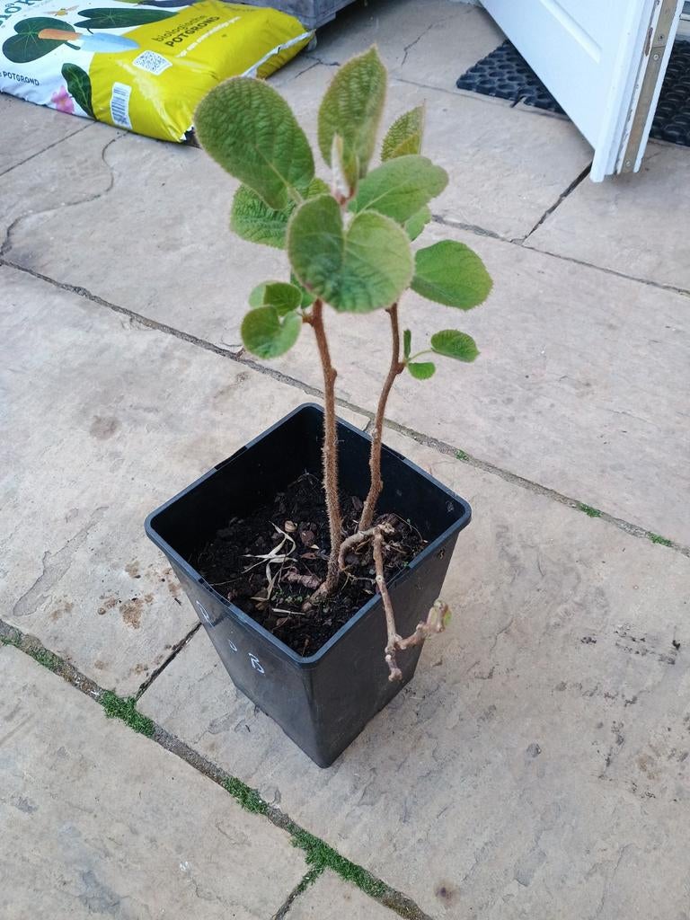 Kleine groene kiwi plant +/- 30 cm, Tuin en Terras, Planten | Tuinplanten, Ophalen, Vaste plant, Halfschaduw, Klimplanten