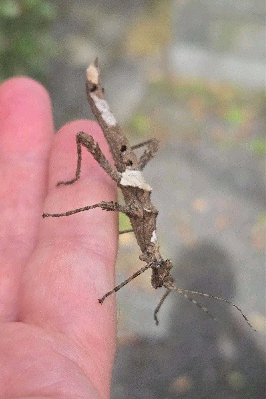 Sungaya inexpectata Wandelende tak takken, Dieren en Toebehoren, Insecten en Spinnen, Wandelende tak