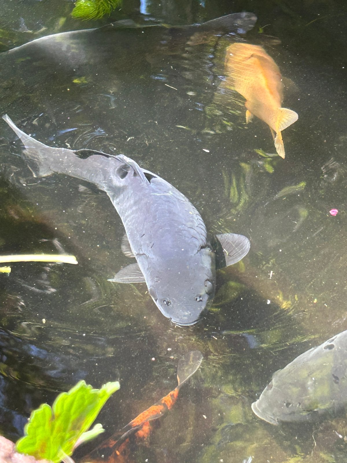 Koi karpers donkere 20 tot 30 cm 5  voor € 25,-, Karper of Koi