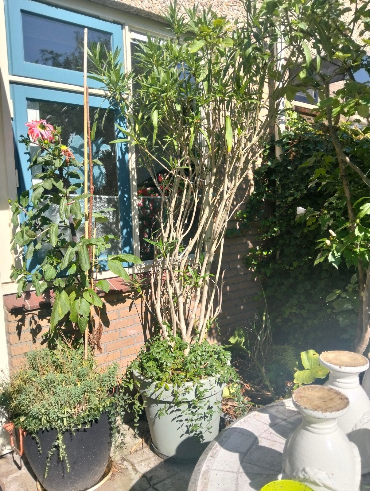 Grote witte Oleander - 270 cm hoog, incl. pot, Overige soorten, Volle zon, Vaste plant, Ophalen of Verzenden