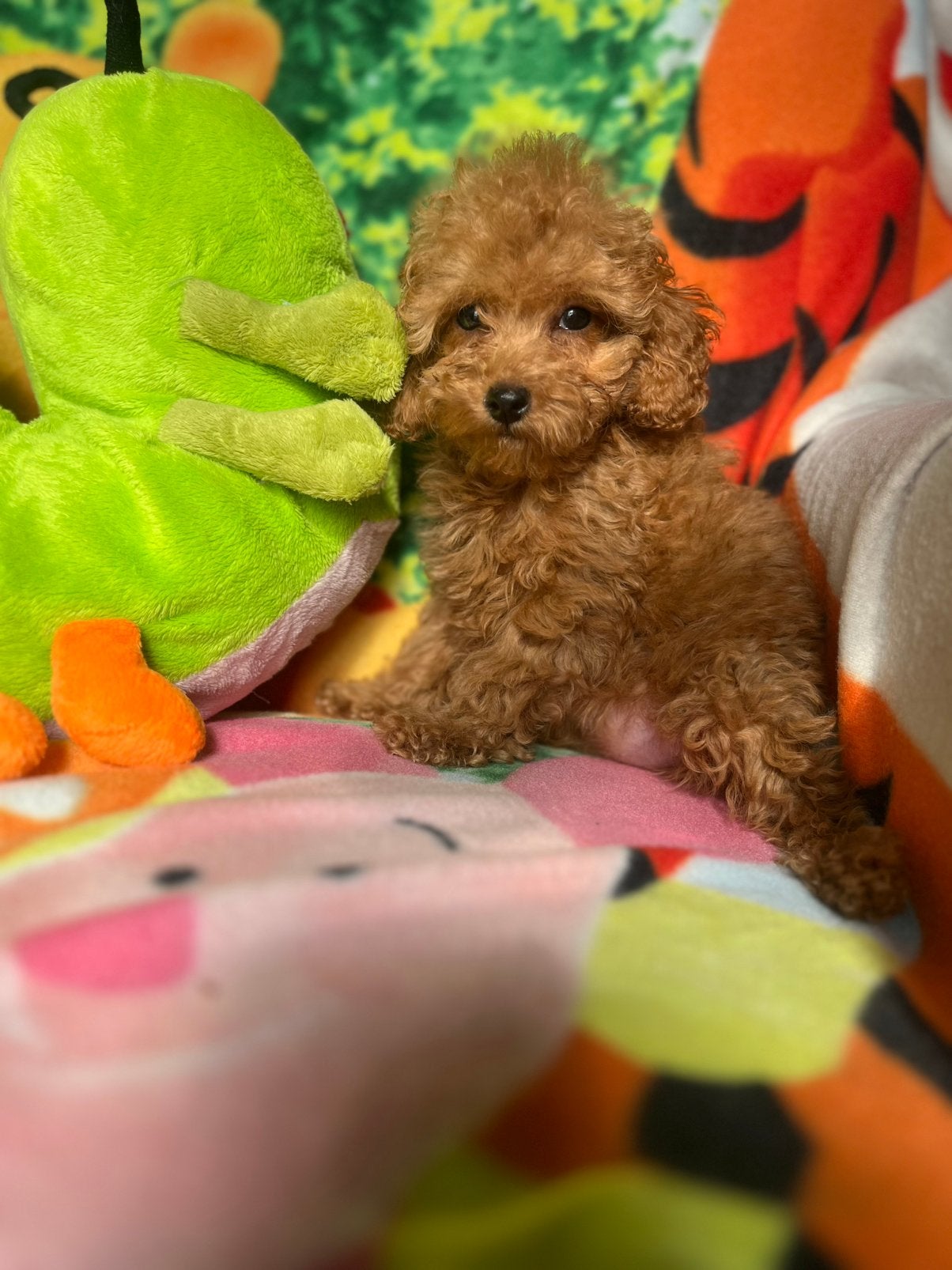 Prachtige mini cockapoo pups, Dieren en Toebehoren, Parvo, Overige rassen, 8 tot 15 weken, Meerdere