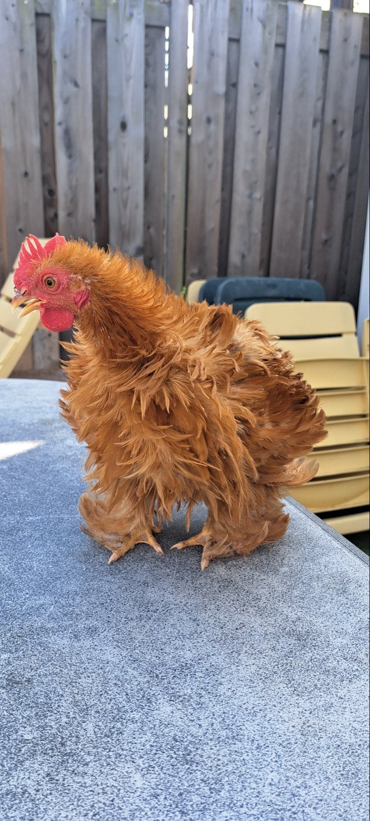 Cochin Kriel krul Haan, Dieren en Toebehoren, Mannelijk, Kip