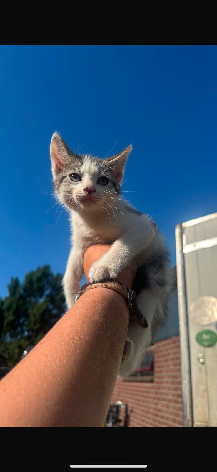 Kittens te koop!, Meerdere dieren, Kortharig, 0 tot 2 jaar