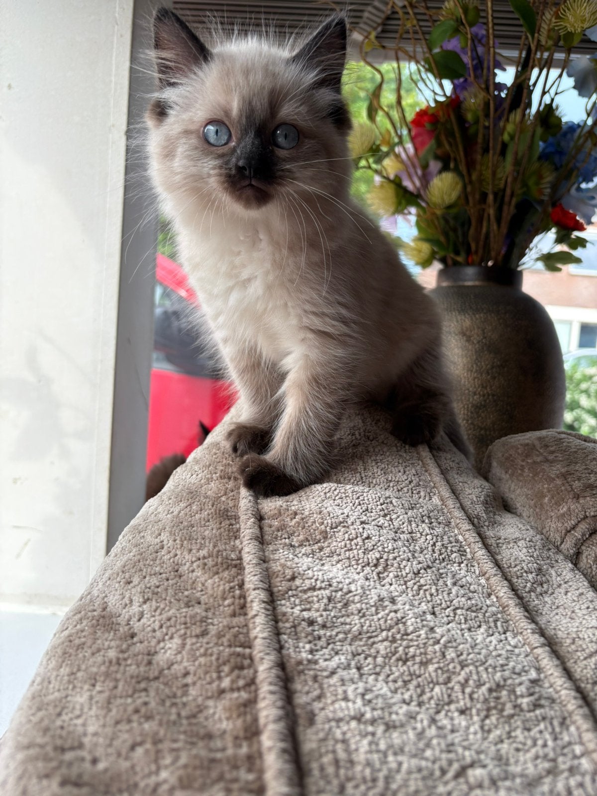 Lieve Ragdoll kittens, Meerdere dieren