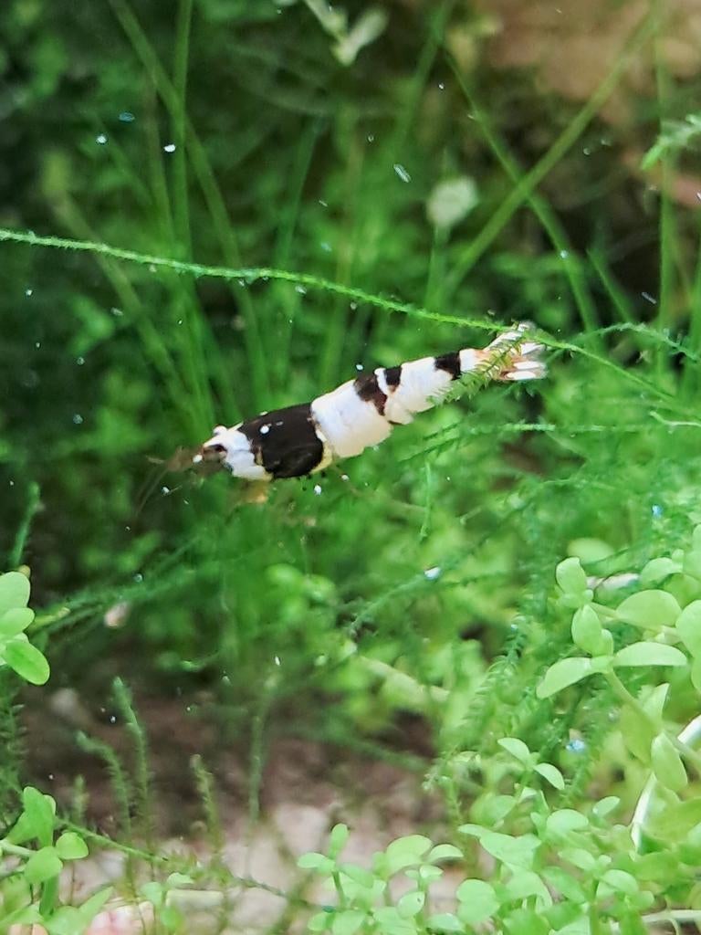 Crystalblack garnalen (shrimps), Kreeft, Krab of Garnaal