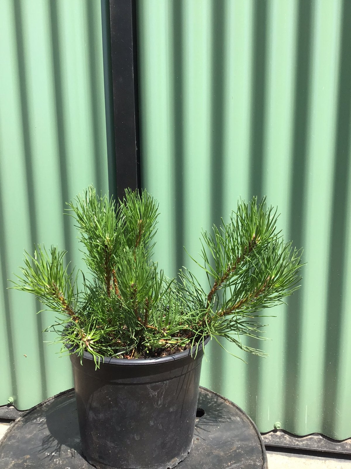Pinus Mugo ‘pumilio’ 25/30 cm breed, Ophalen, Rond, Metaal, Minder dan 30 cm