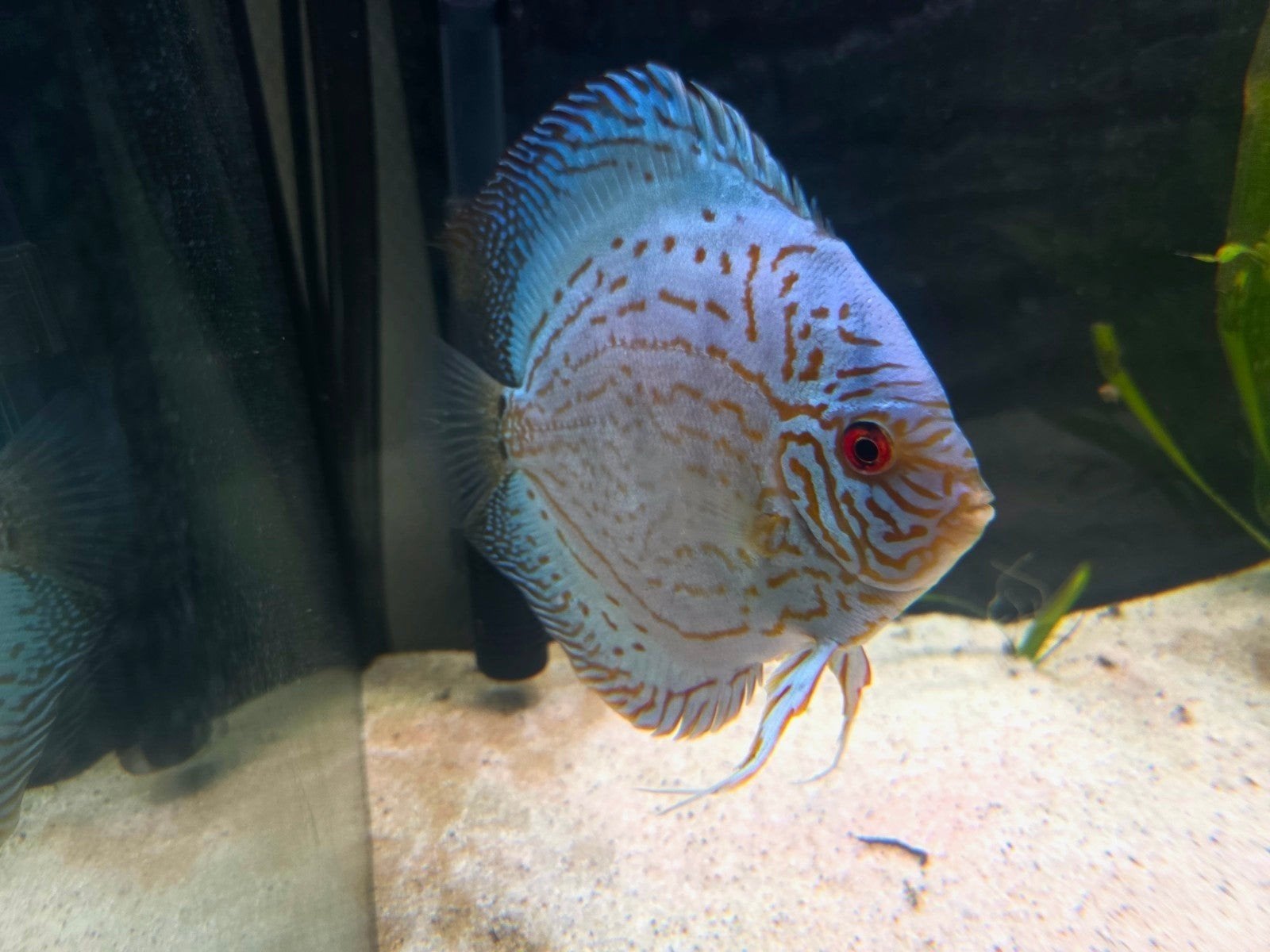 Discus, Ophalen, Overige typen