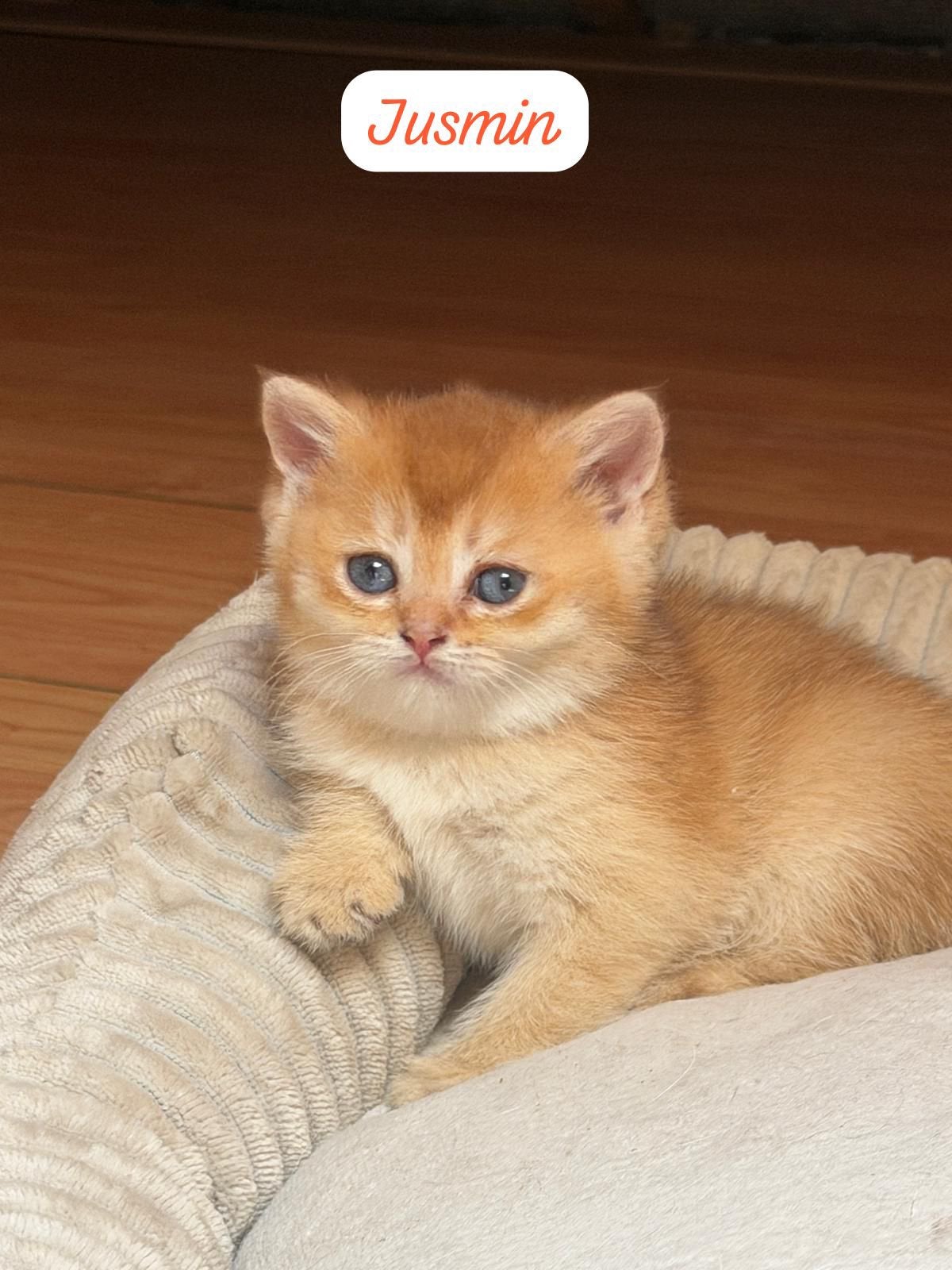 Britse korthaar kittens, Poes