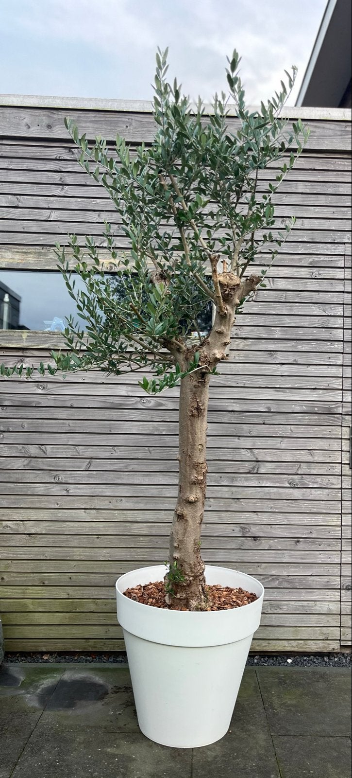 Grote Olijfboom inclusief Elho pot - 230cm hoog, Volle zon, Vaste plant, Bloeit niet, Ophalen
