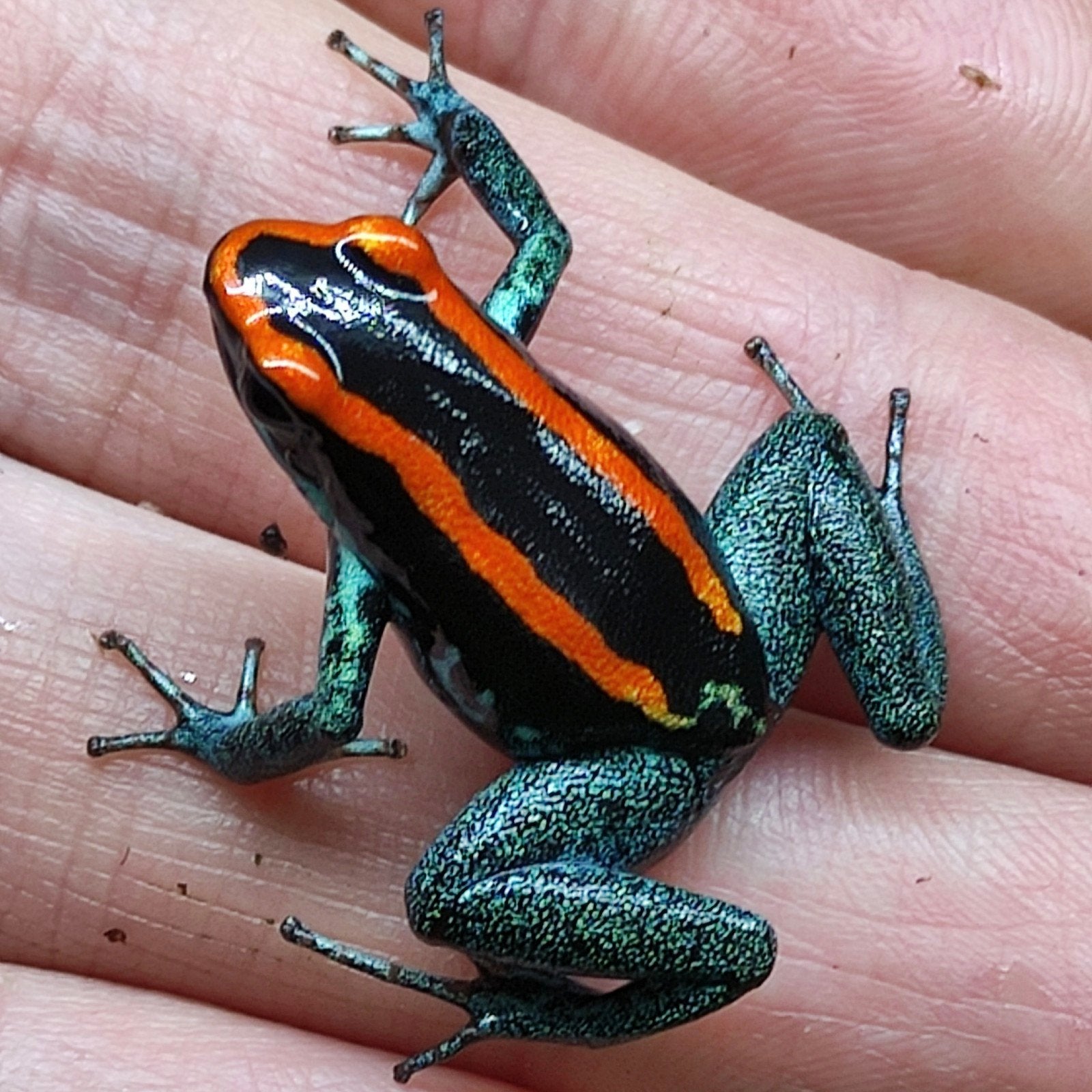 Phyllobates in alle soorten en kleuren uit eigen kwekerij Frog - unknown for sale from Wouter