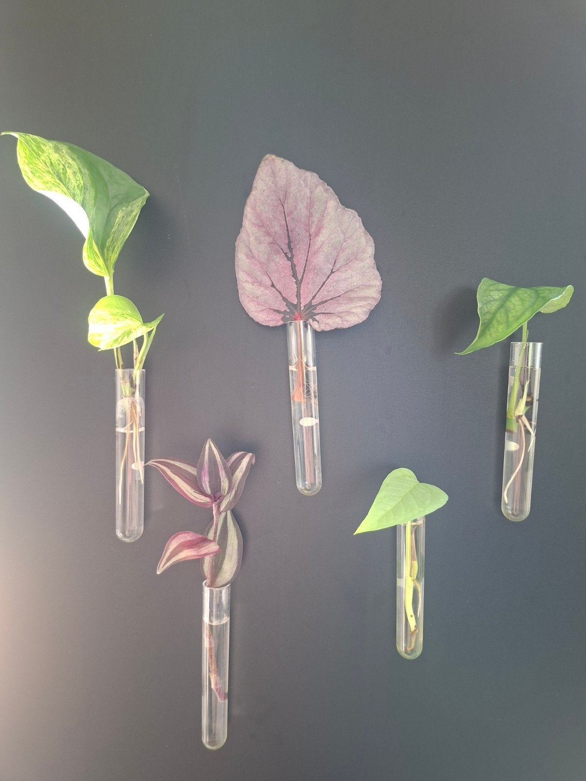 ☘️️5 verschillende stekken + verrassing 🎁, Huis en Inrichting, Kamerplanten, Ophalen of Verzenden, Halfschaduw, Minder dan 100 cm