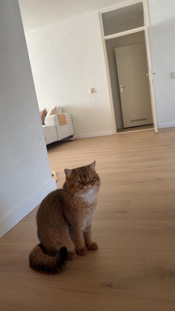 Britse korthaar black golden shaded, Kater