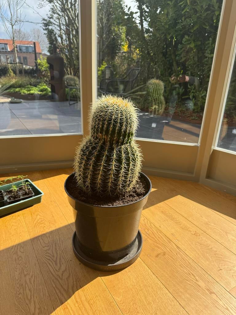 Grote Cactus tegen elk aannemelijk bod, Tuin en Terras, Planten | Tuinplanten, Overige soorten, Volle zon, Vaste plant, Ophalen of Verzenden