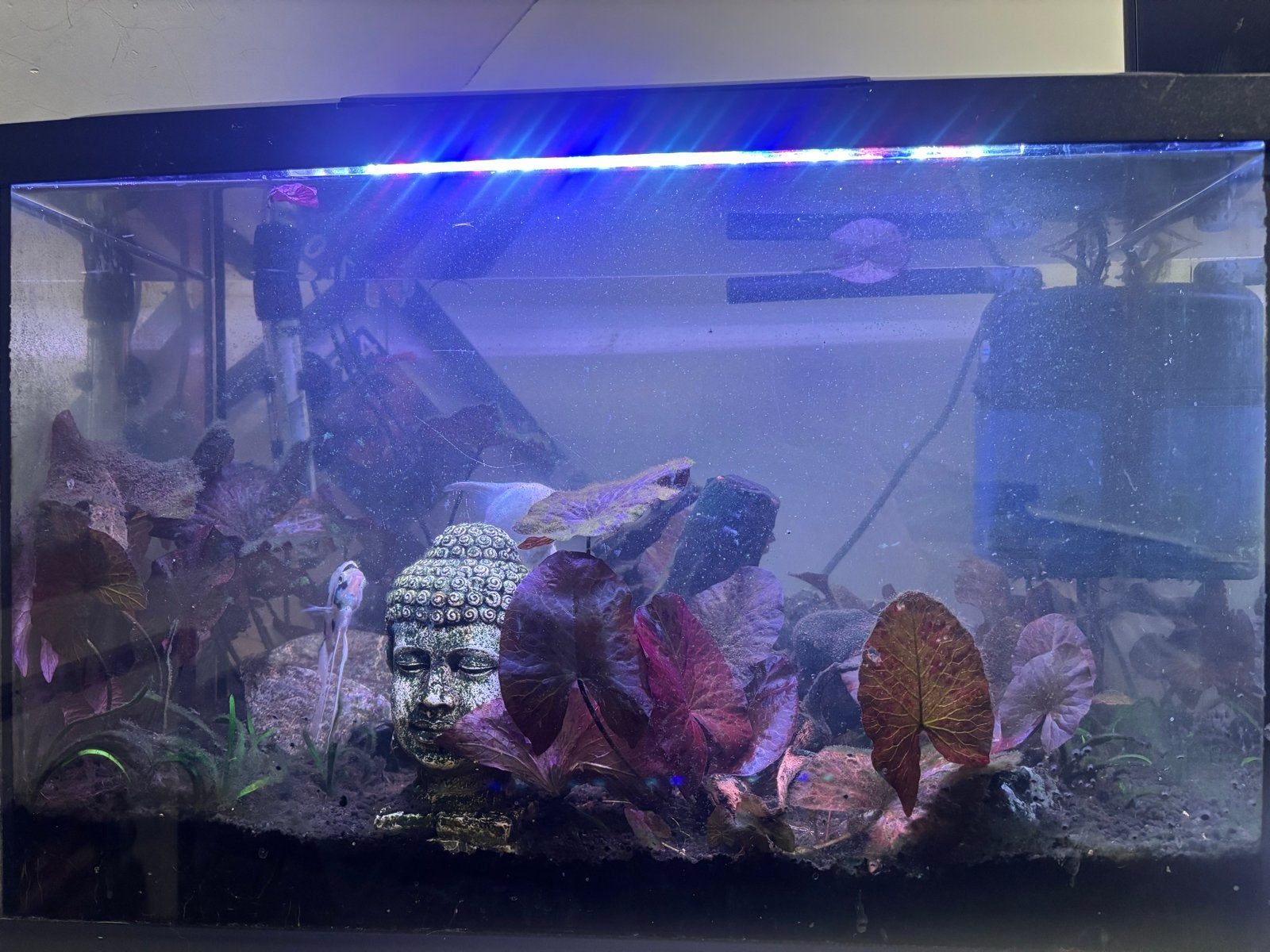 Aquarium, Dieren en Toebehoren, Vis, Zoetwatervis, Schoolvis