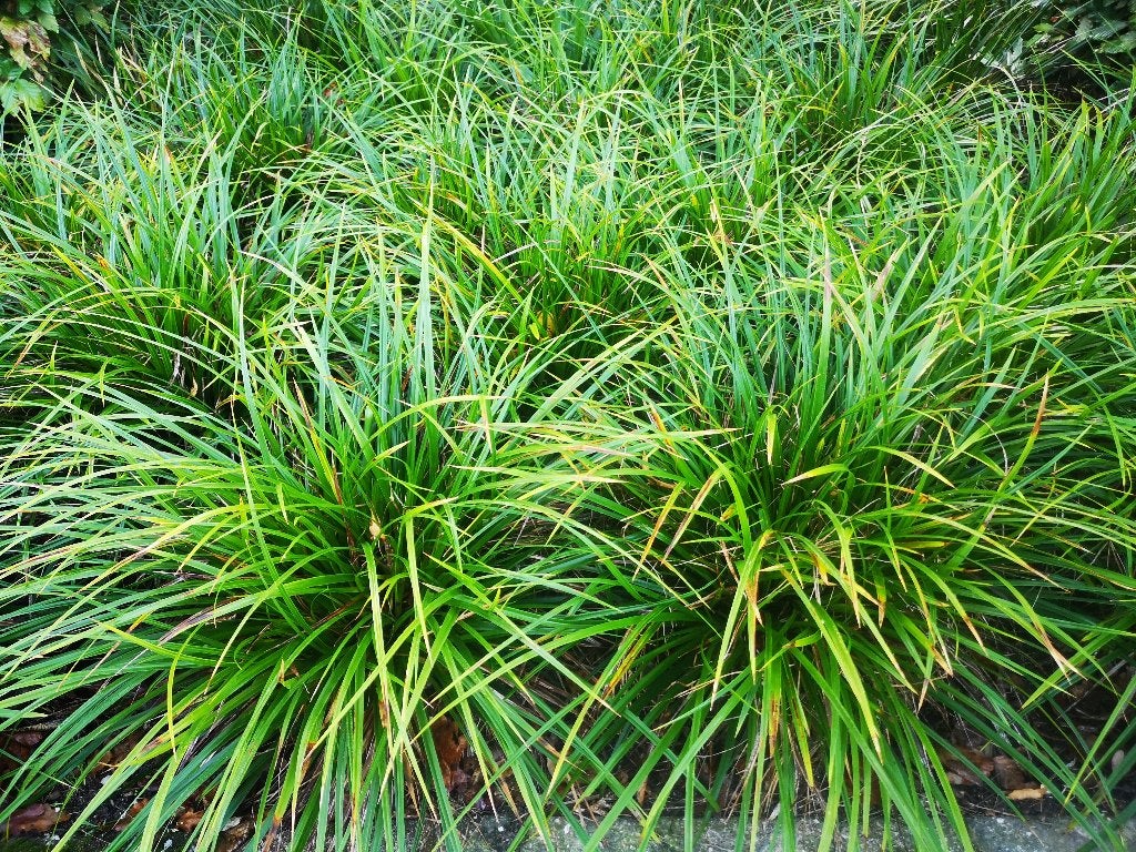 Foto 8 van Carex Morowii siergras bodembedekker Zegge groter dan P9