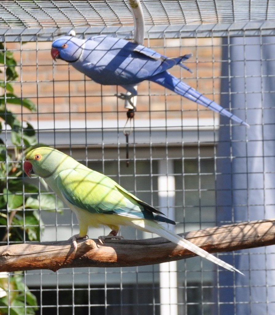 Kweekkoppel halsbanden, Dieren en Toebehoren, Vogels | Parkieten en Papegaaien, Meerdere dieren, Parkiet, Geringd