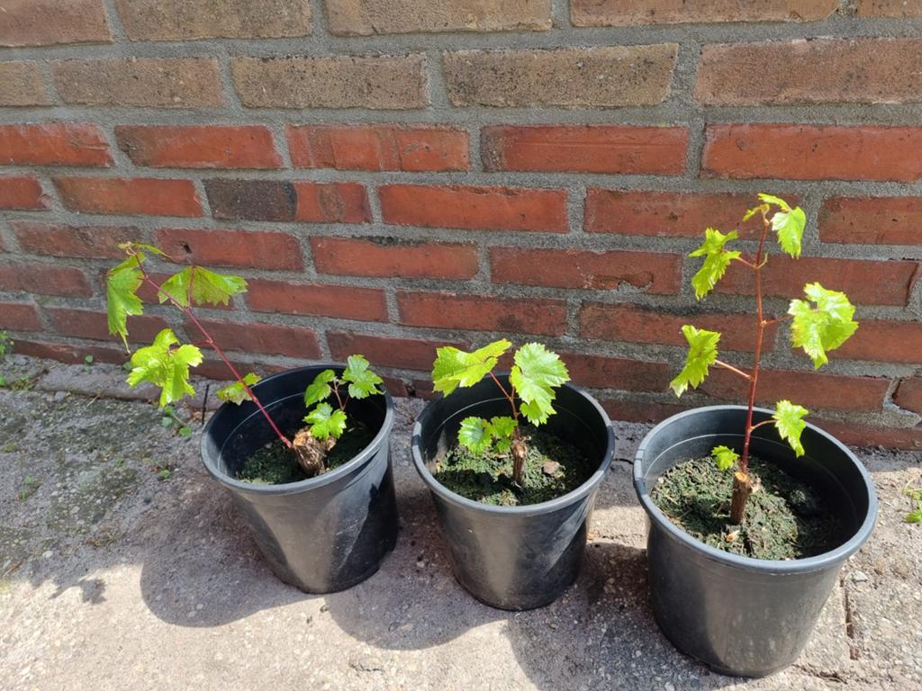 Blauwe druiven stekken, Tuin en Terras, Planten | Fruitbomen, Ophalen, Minder dan 100 cm, Overige soorten, In pot