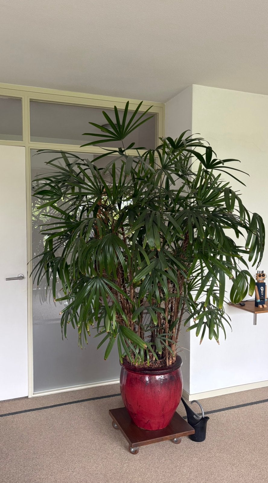 Grote Lady Palm / Rhapis excelsa, Ophalen, 200 cm of meer, Palm, Halfschaduw
