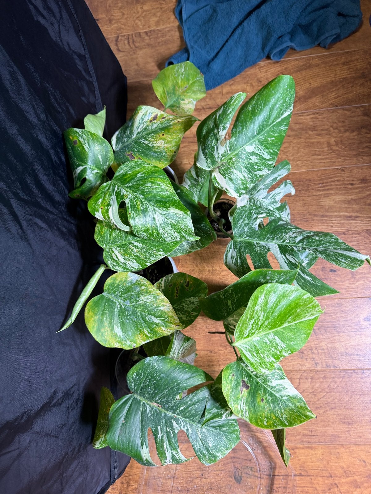 5x Monstera Albo plantjes - variegata, Ophalen of Verzenden, Halfschaduw, Minder dan 100 cm